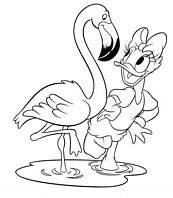 coloriage daisy et flamand rose